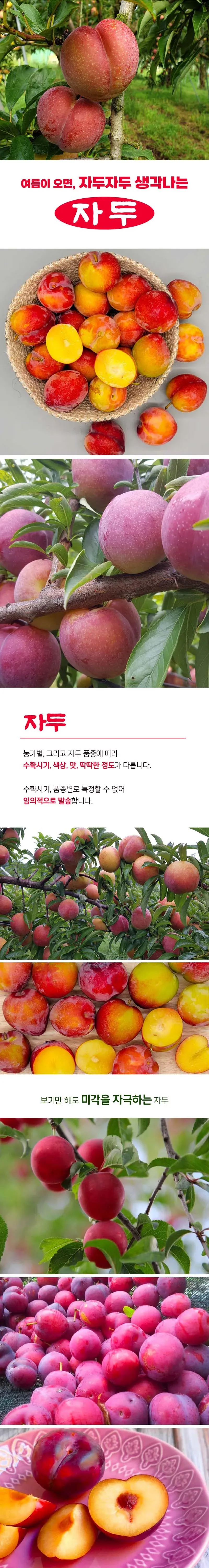 상큼한 햇 자두 3kg (특/왕 크기 개당중량 80g 이상) 상세 이미지 1