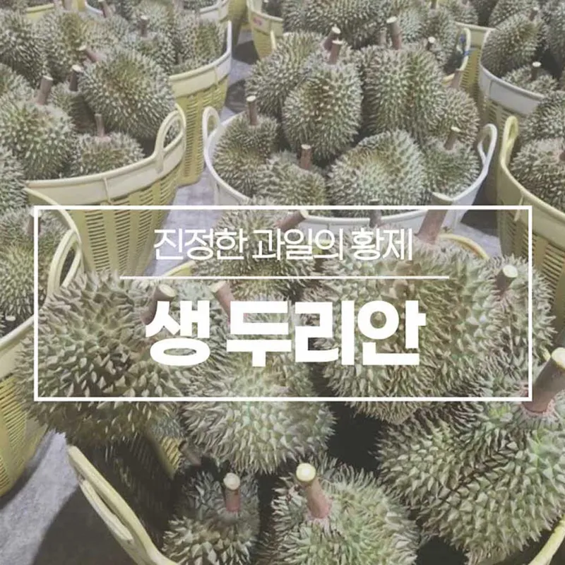 식품 - 진정한 과일의 황제 생두리안 2.8kg 2수