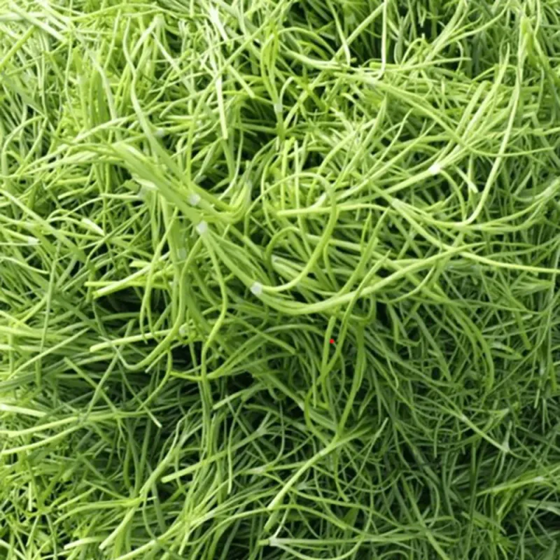 식품 - 국산 세발나물 특품 4kg
