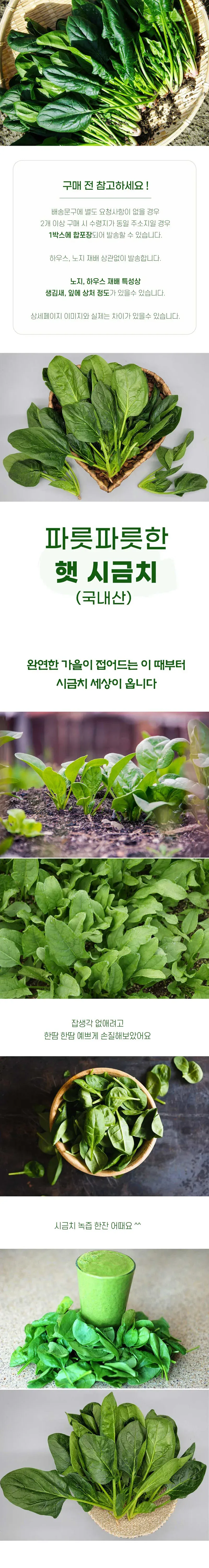 국내산 손질 시금치 500g(특품) 상세 이미지 1