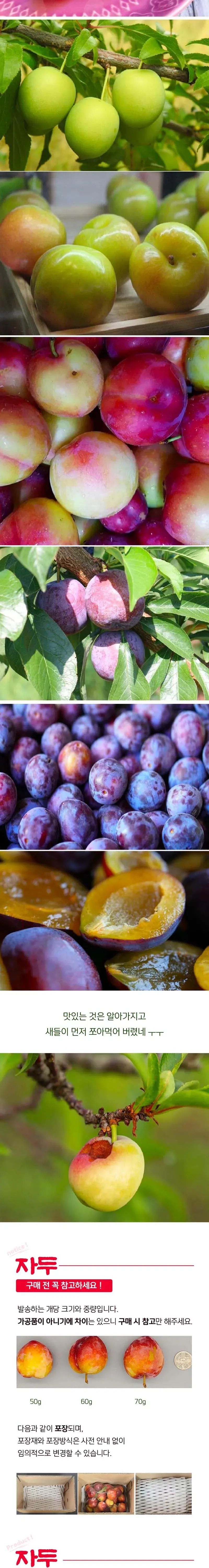 상큼한 햇 자두 3kg (특/왕 크기 개당중량 80g 이상) 상세 이미지 2